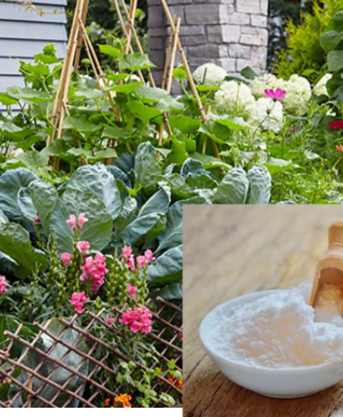 Ways Baking Soda Can Work Wonders in Your Garden