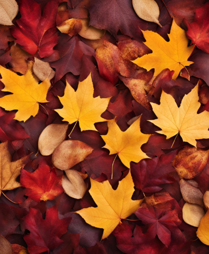 Fall iPad Wallpaper Ideas