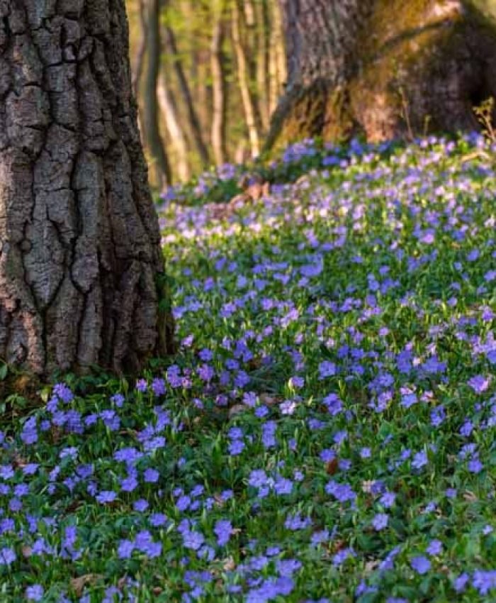 15 Low Maintenance Ground Cover Plants For Shade