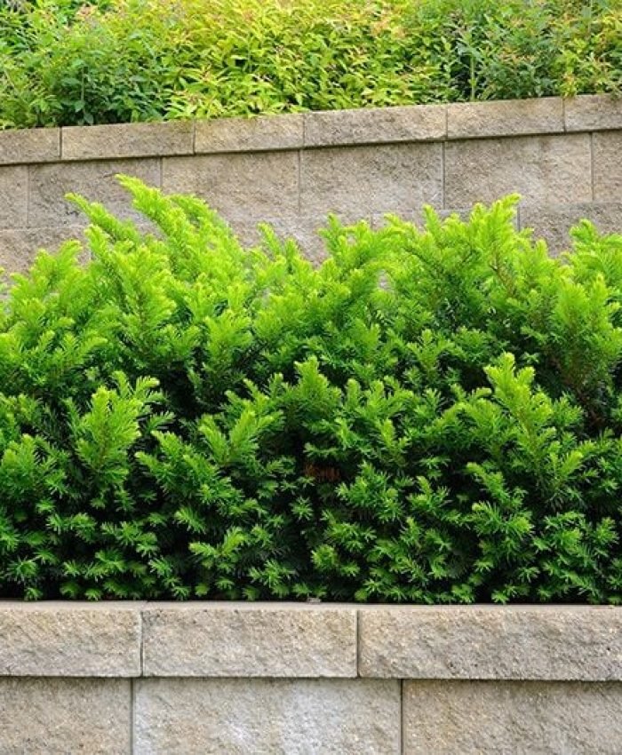 Evergreen Shrubs That Keep Your Garden Green All Winter
