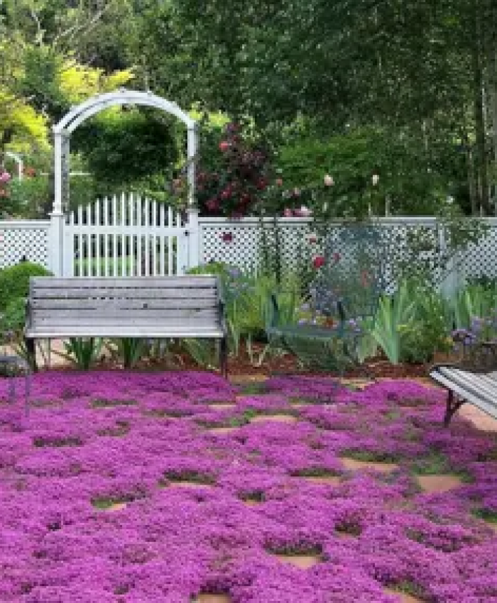 Creeping Thyme Lawn (Pros and Cons and How to Plant)