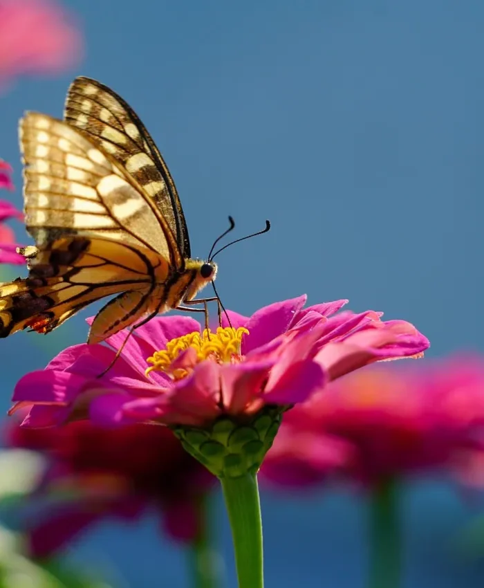 Best Perennial Flowers