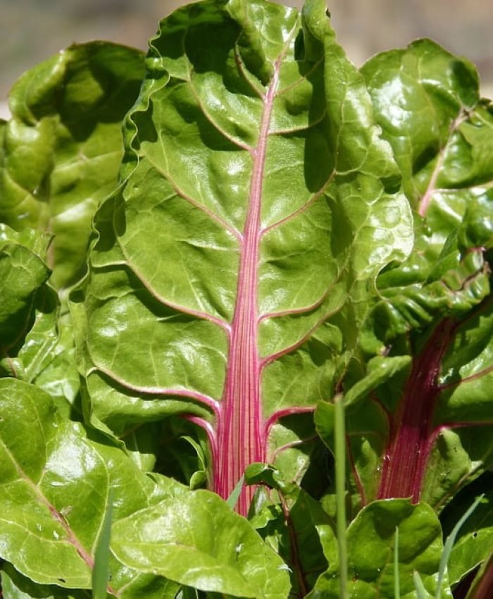 Bitter Swiss Chard