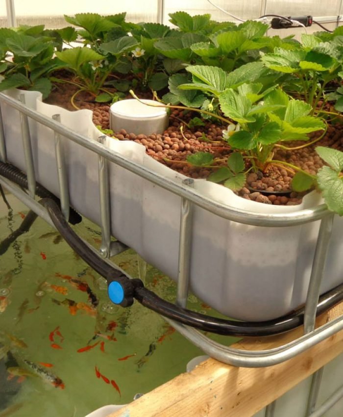 Best Aquaponics Growing Fish and Plant Together Practices
