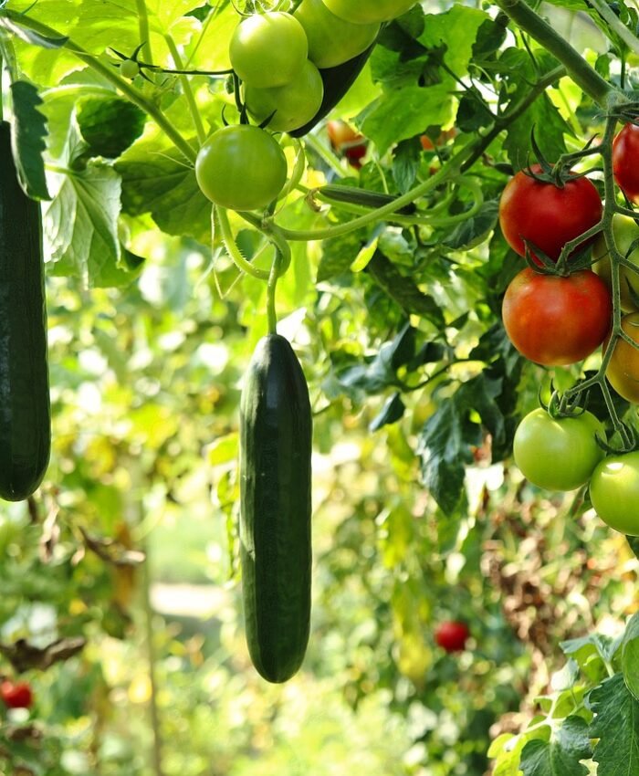 Easiest Vegetables to Grow