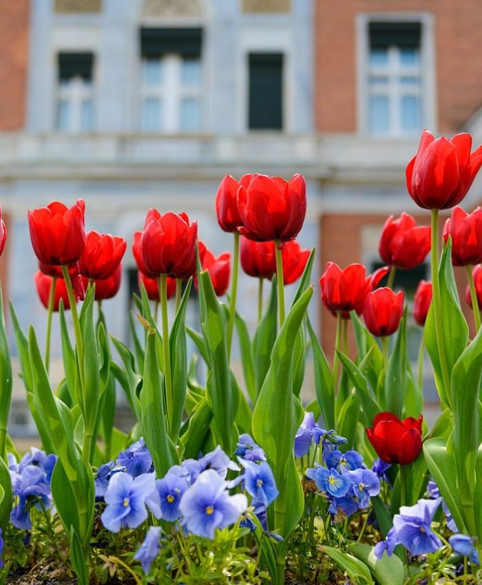 Full Sun Flower Bed Ideas