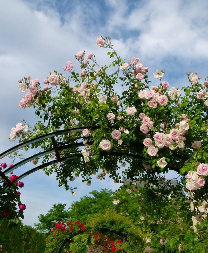 Garden Trellis Ideas