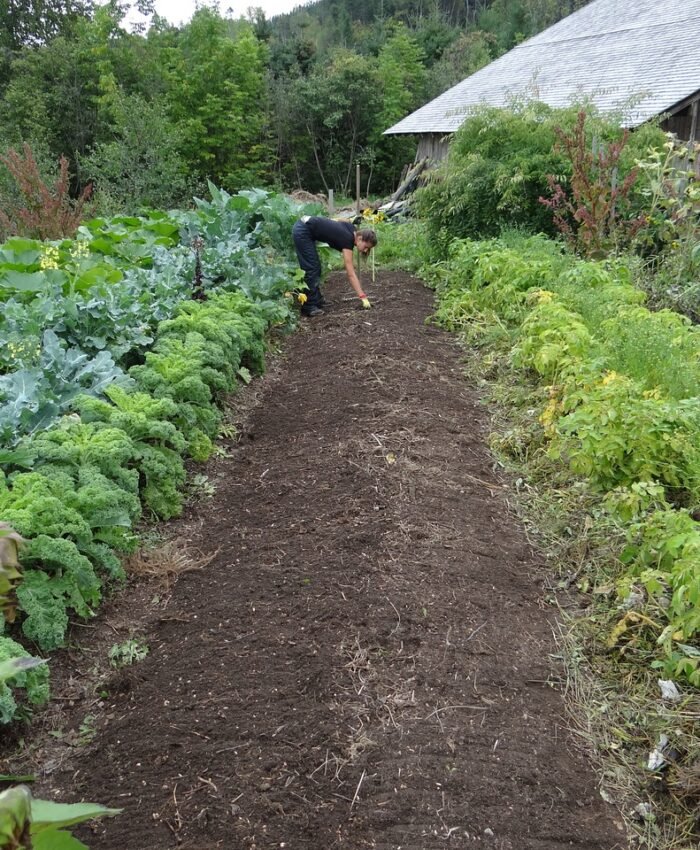 Vegetable Garden Design Ideas