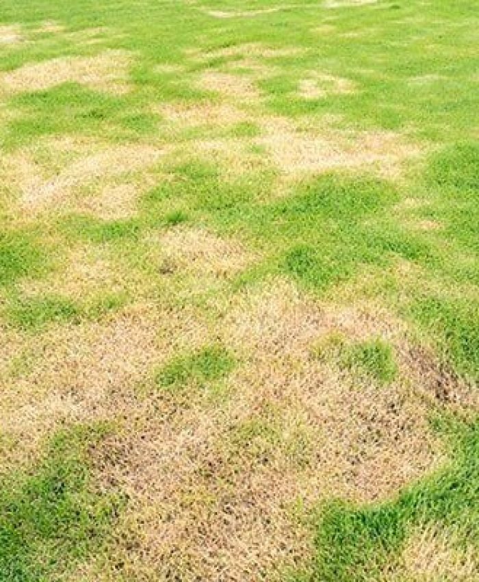 Weed Killer Killed My Grass