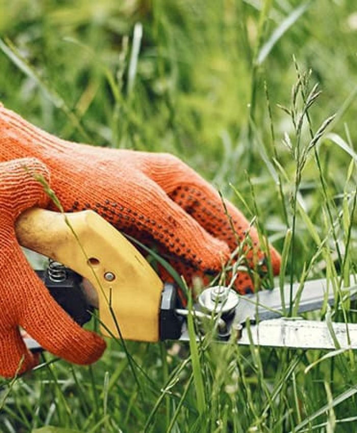 Natural Ways To Get Rid Of Stickers In Your Yard