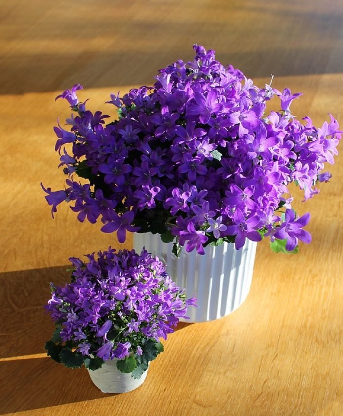 Container Plants Ideas