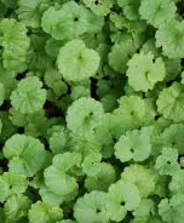 How To Get Rid Of Creeping Charlie Naturally