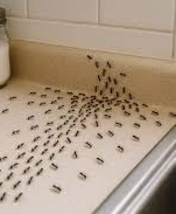 How to Make Natural Ant Killer Without Borax