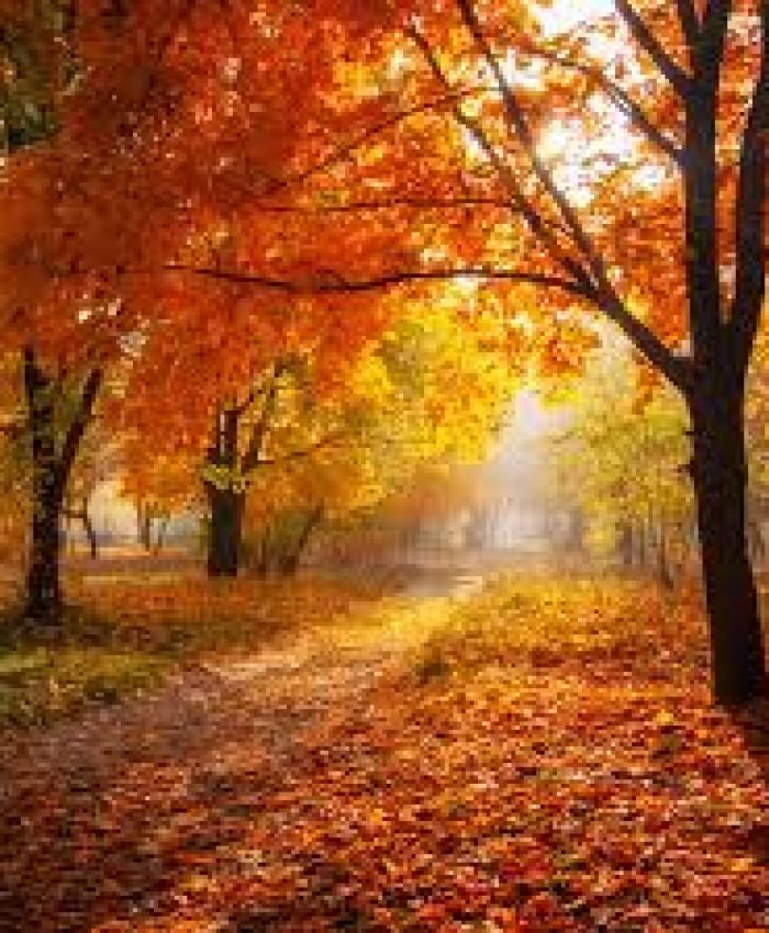 Creative Ideas To Repurpose Fallen Autumn Leaves