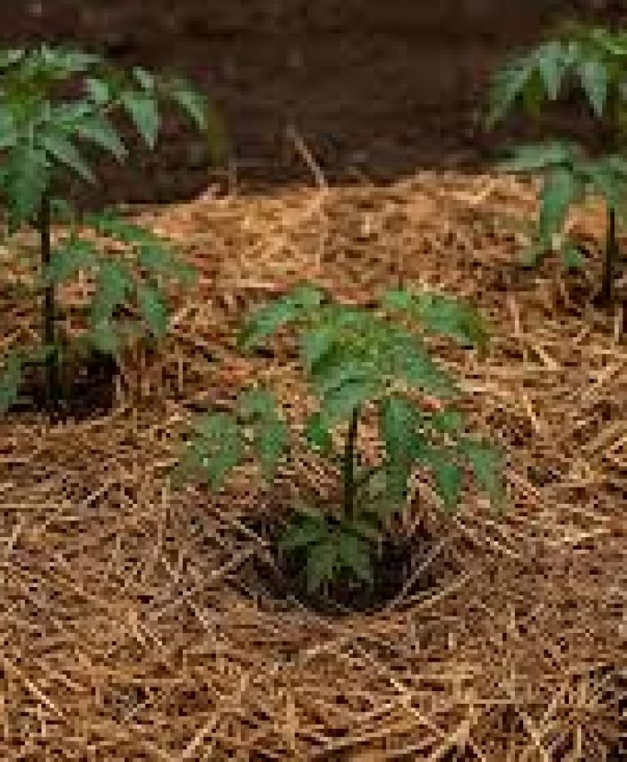 Simple Ways to Improve Your Garden’s Soil Health Naturally