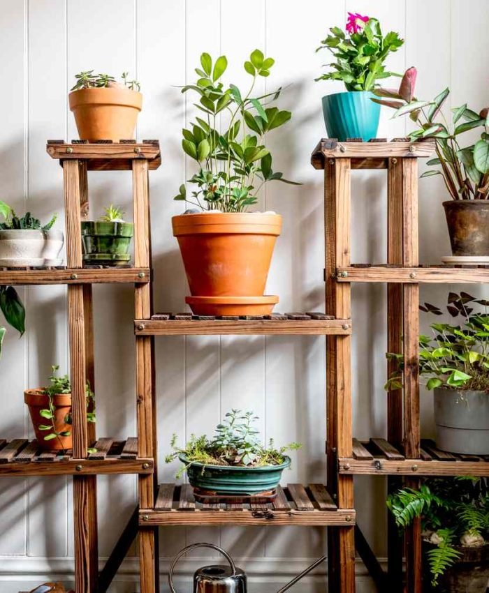 Essential Plant Care Tips