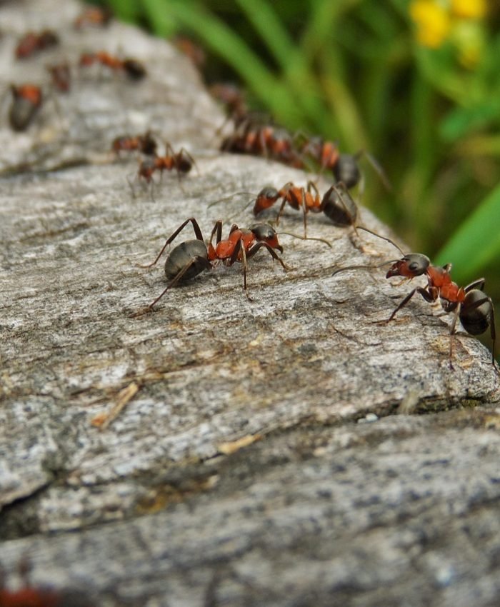 Ways To Get Rid Of Ants In The Yard