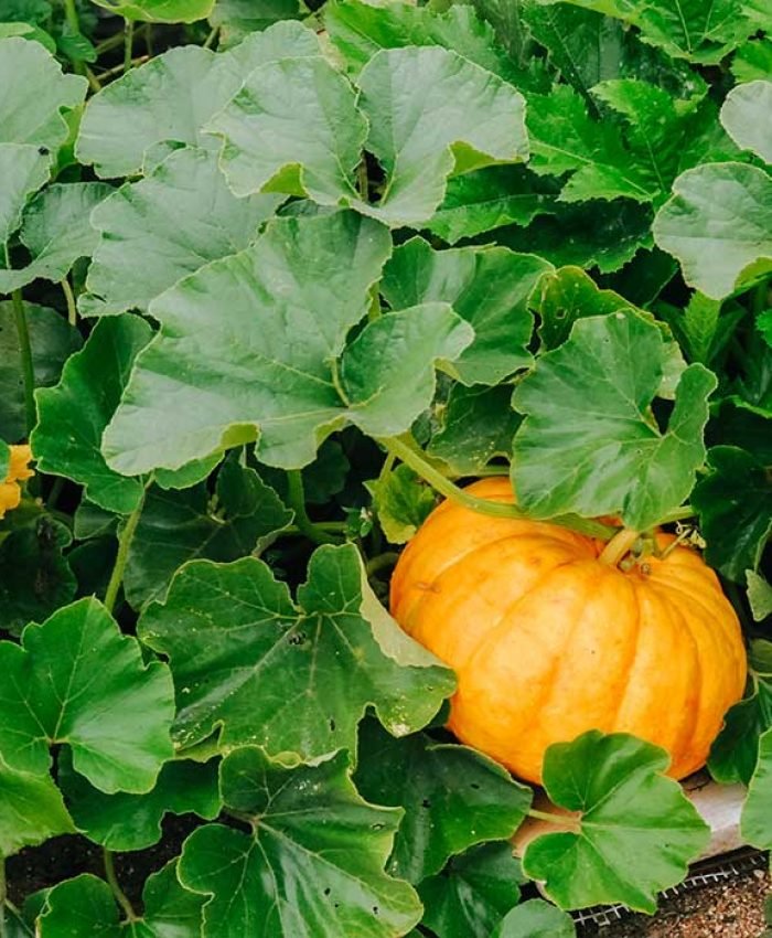 Small Plot Crop Rotation Guide