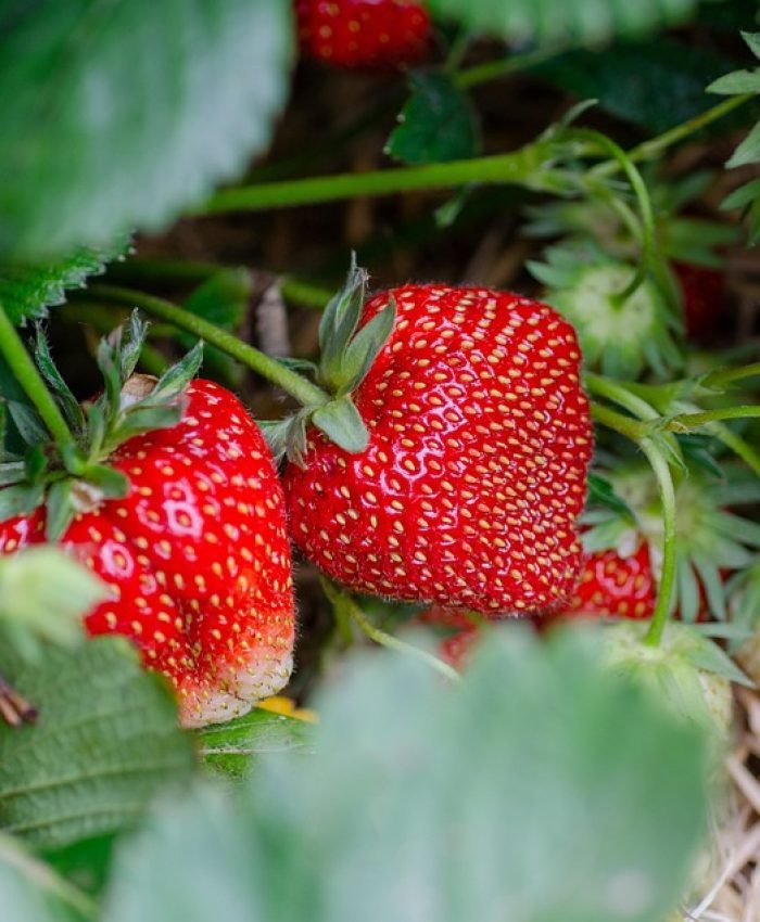 11 Easy Tips for Growing Strawberries