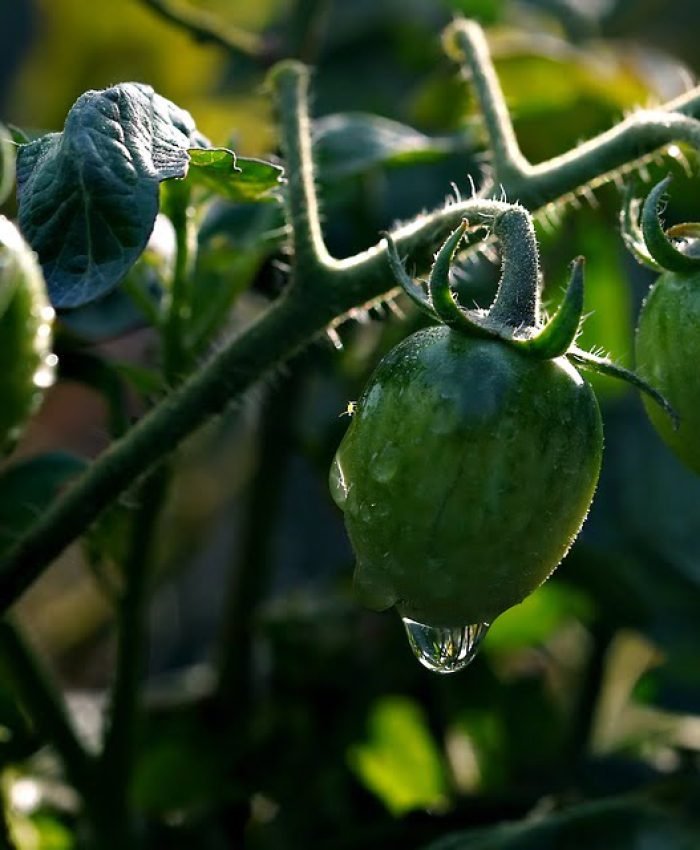 Tomato Plant Stems Turning Purple