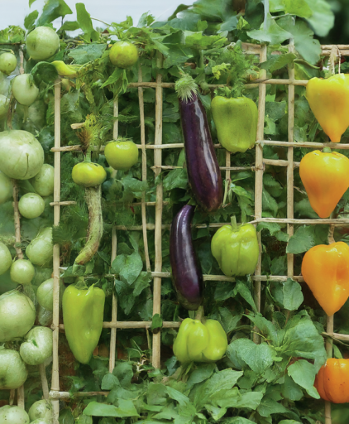Vertical Gardening: 13 Vegetables that Love to Climb