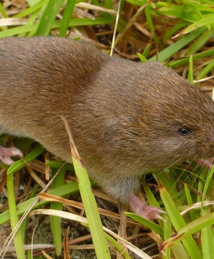 How To Get Rid Of Voles In Your Yard