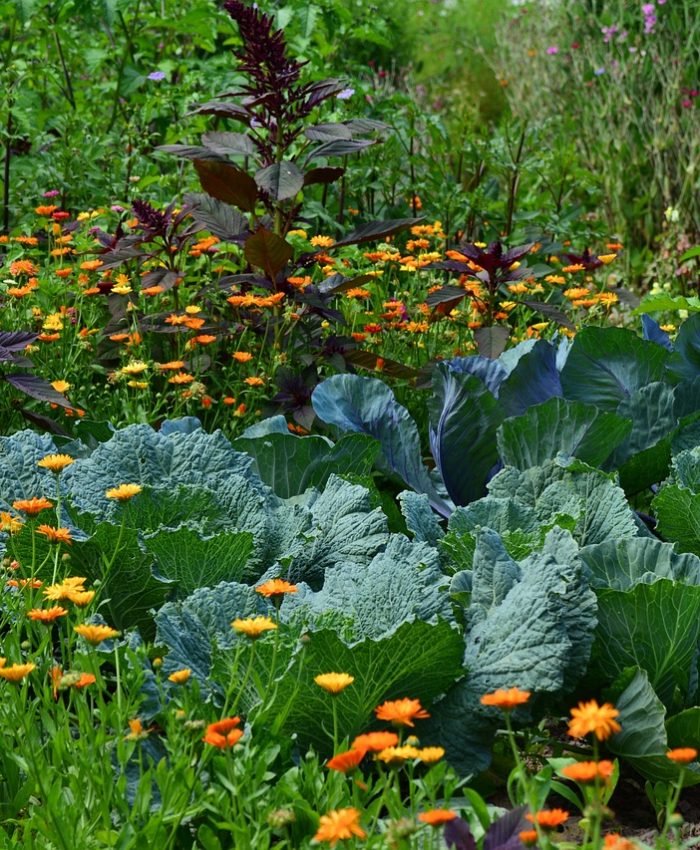 Companion Planting Combinations