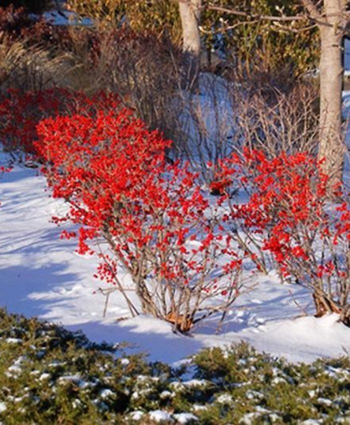 Gorgeous Shrubs to Plant Now That Will Survive The Winter